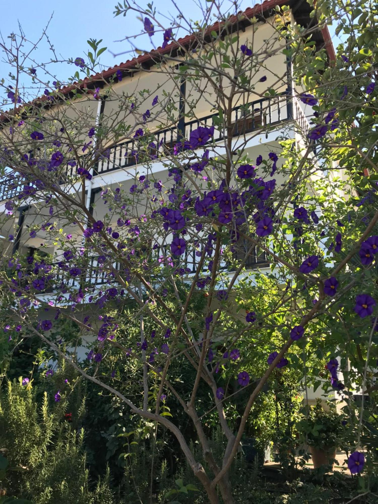 Nikos & Panagiota Apartment Vourvourou Bagian luar foto